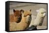 Alpaca-meunierd-Framed Stretched Canvas