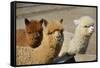 Alpaca-meunierd-Framed Stretched Canvas