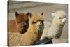 Alpaca-meunierd-Stretched Canvas