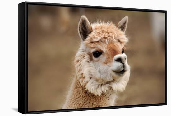 Alpaca-meunierd-Framed Stretched Canvas