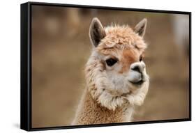 Alpaca-meunierd-Framed Stretched Canvas