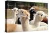 Alpaca-meunierd-Stretched Canvas