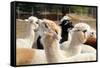 Alpaca-meunierd-Framed Stretched Canvas