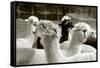 Alpaca-meunierd-Framed Stretched Canvas