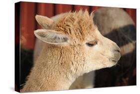 Alpaca-meunierd-Stretched Canvas