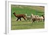 Alpaca-meunierd-Framed Photographic Print