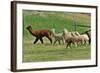 Alpaca-meunierd-Framed Photographic Print