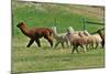 Alpaca-meunierd-Mounted Photographic Print