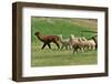 Alpaca-meunierd-Framed Photographic Print