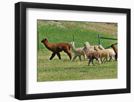 Alpaca-meunierd-Framed Photographic Print