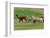 Alpaca-meunierd-Framed Photographic Print