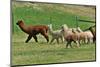 Alpaca-meunierd-Mounted Photographic Print