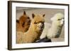 Alpaca-meunierd-Framed Photographic Print