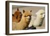 Alpaca-meunierd-Framed Photographic Print