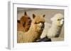 Alpaca-meunierd-Framed Photographic Print