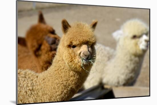 Alpaca-meunierd-Mounted Photographic Print