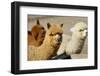 Alpaca-meunierd-Framed Photographic Print