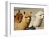 Alpaca-meunierd-Framed Photographic Print