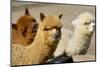 Alpaca-meunierd-Mounted Photographic Print