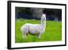 Alpaca-Lakeview Images-Framed Photographic Print