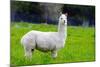 Alpaca-Lakeview Images-Mounted Photographic Print