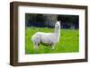 Alpaca-Lakeview Images-Framed Photographic Print