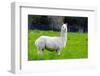 Alpaca-Lakeview Images-Framed Photographic Print