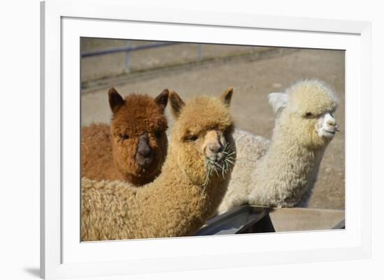 Alpaca-meunierd-Framed Photographic Print