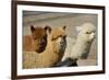 Alpaca-meunierd-Framed Photographic Print