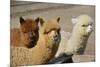 Alpaca-meunierd-Mounted Photographic Print