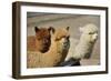 Alpaca-meunierd-Framed Photographic Print