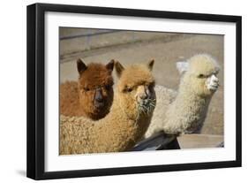 Alpaca-meunierd-Framed Photographic Print