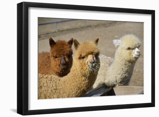 Alpaca-meunierd-Framed Photographic Print