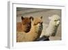 Alpaca-meunierd-Framed Photographic Print