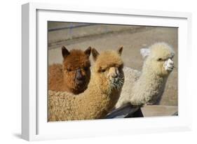 Alpaca-meunierd-Framed Photographic Print