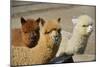 Alpaca-meunierd-Mounted Photographic Print