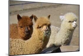 Alpaca-meunierd-Mounted Photographic Print