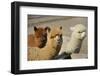 Alpaca-meunierd-Framed Photographic Print