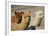 Alpaca-meunierd-Framed Photographic Print