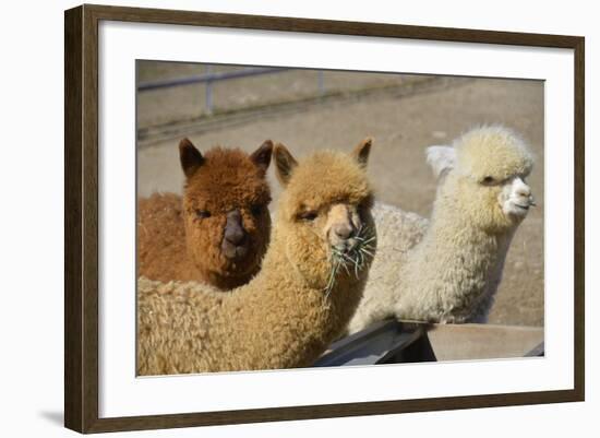 Alpaca-meunierd-Framed Photographic Print