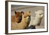 Alpaca-meunierd-Framed Photographic Print