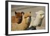 Alpaca-meunierd-Framed Photographic Print