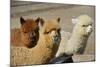 Alpaca-meunierd-Mounted Photographic Print