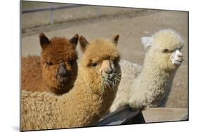 Alpaca-meunierd-Mounted Photographic Print