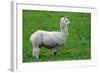 Alpaca-Lakeview Images-Framed Photographic Print