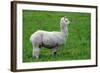 Alpaca-Lakeview Images-Framed Photographic Print