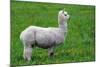 Alpaca-Lakeview Images-Mounted Photographic Print