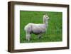 Alpaca-Lakeview Images-Framed Photographic Print