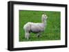 Alpaca-Lakeview Images-Framed Photographic Print