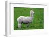 Alpaca-Lakeview Images-Framed Photographic Print